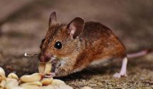 24 Hour & Emergency Exterminators in Amazon.com, WA
